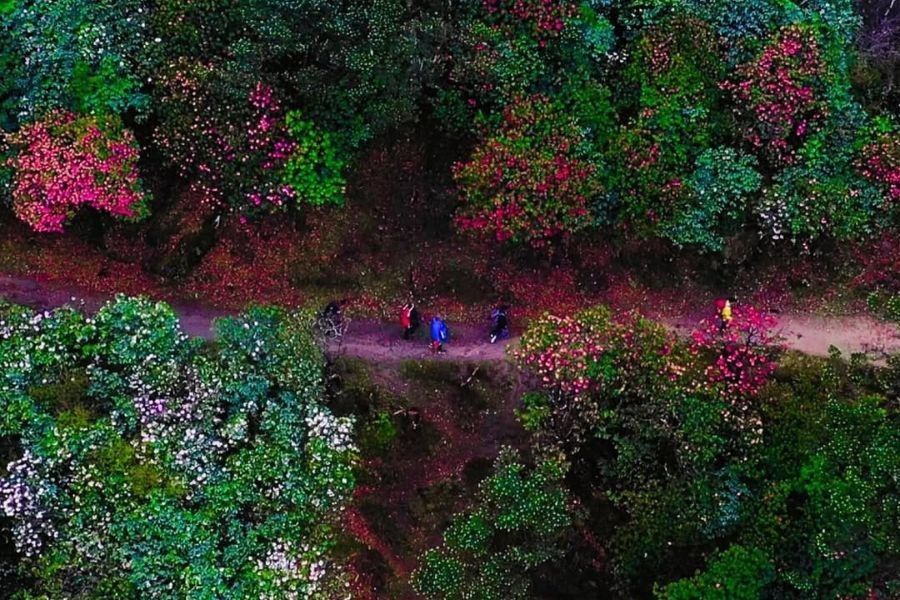 Passing through beautiful Rhodendron Forest During Pikey peak trek